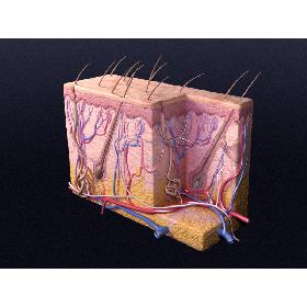 Skin Cutaneous Receptors V2